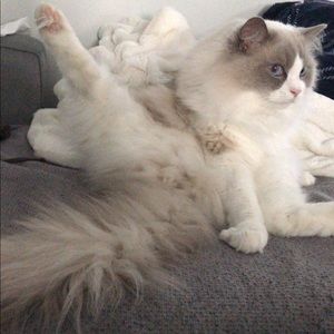 Meet your Posher, Ozzy